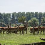 Oostvaardersplassen